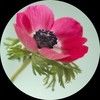 craftygal1523